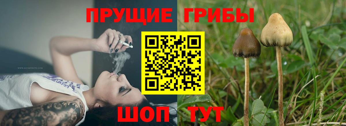 Галлюциногенные грибы Psilocybine cubensis  Вход с VPN  Псилоцибиновые грибы GOLDEN TEACHER  Свободный 